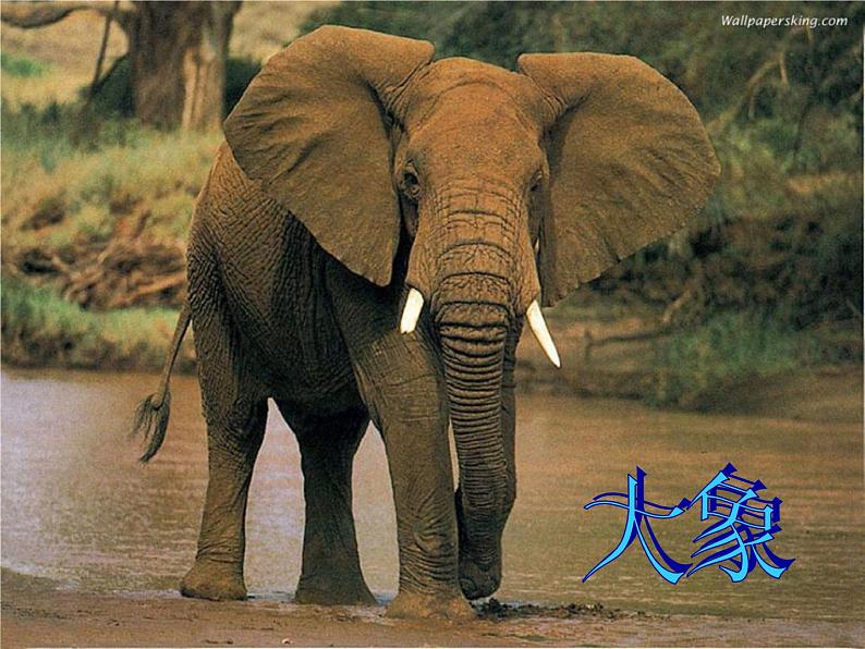 5.1.7 哺乳动物 课件05