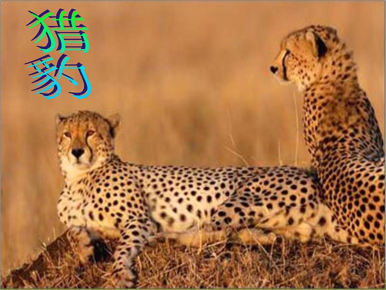 5.1.7 哺乳动物 课件07