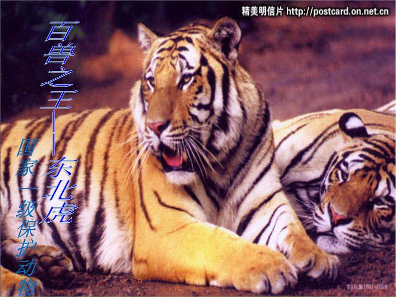 5.1.7 哺乳动物 课件08