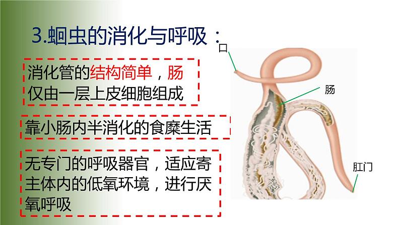 5.1.2 线形动物和环节动物 课件第6页