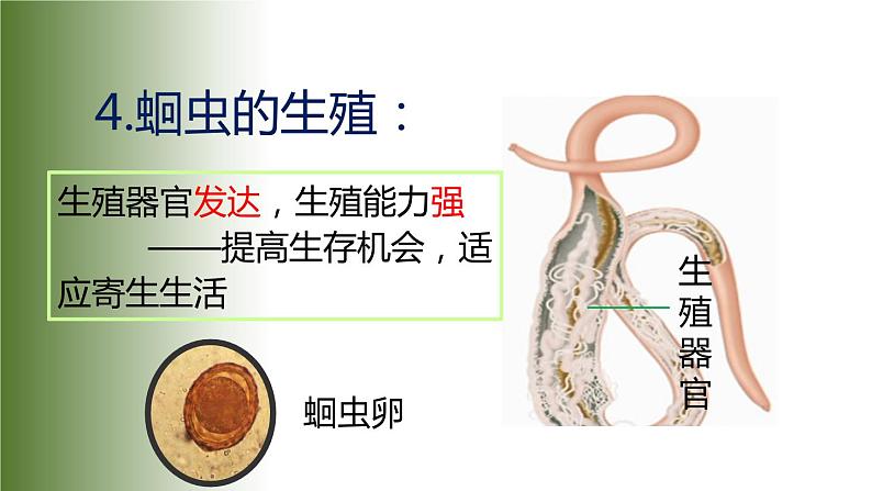 5.1.2 线形动物和环节动物 课件第7页