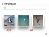 人教版八年级生物上册《鸟》课件