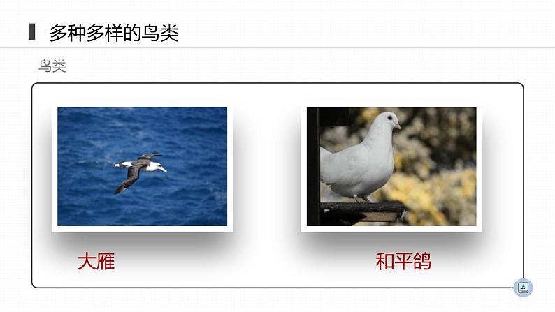 人教版八年级生物上册《鸟》课件第5页