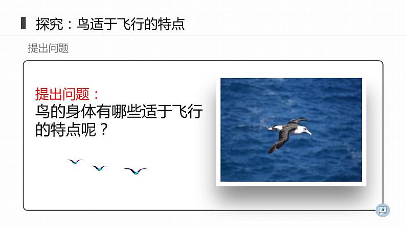 人教版八年级生物上册《鸟》课件第8页