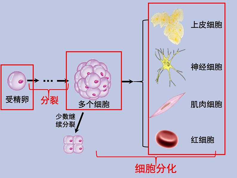 2.2.2动物体的结构层次 课件04