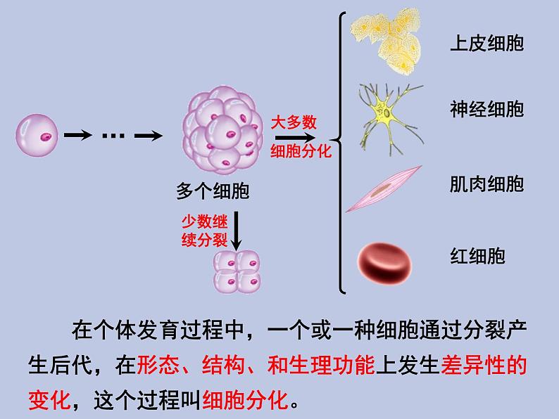 2.2.2动物体的结构层次 课件05