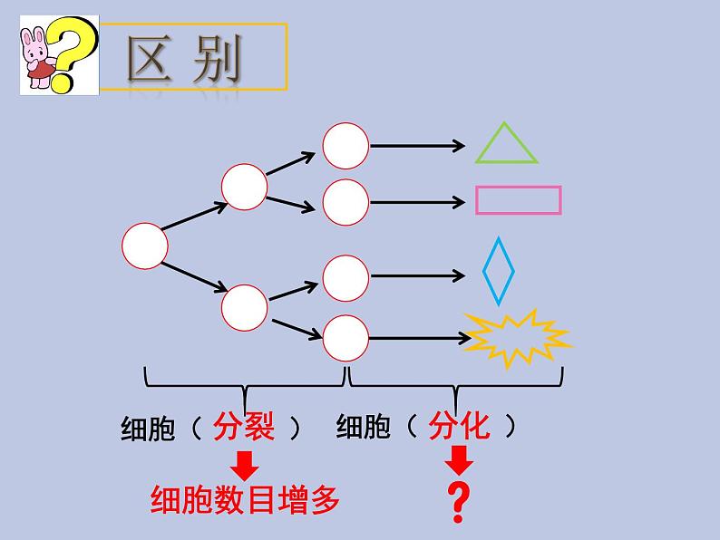 2.2.2动物体的结构层次 课件06