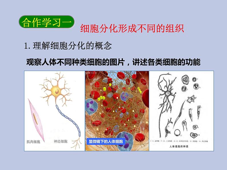 2.2.2动物体的结构层次 课件07