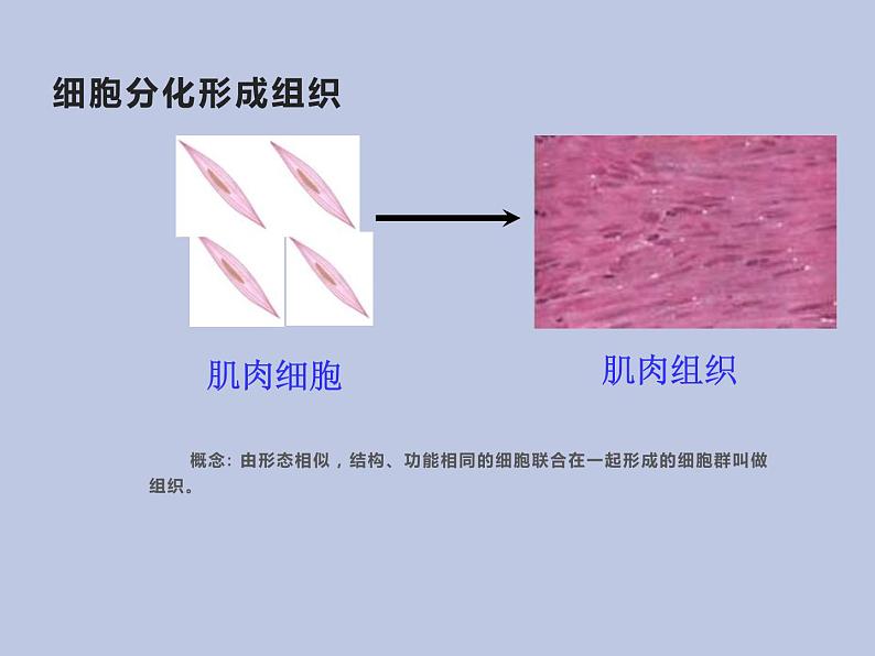 2.2.2动物体的结构层次 课件08