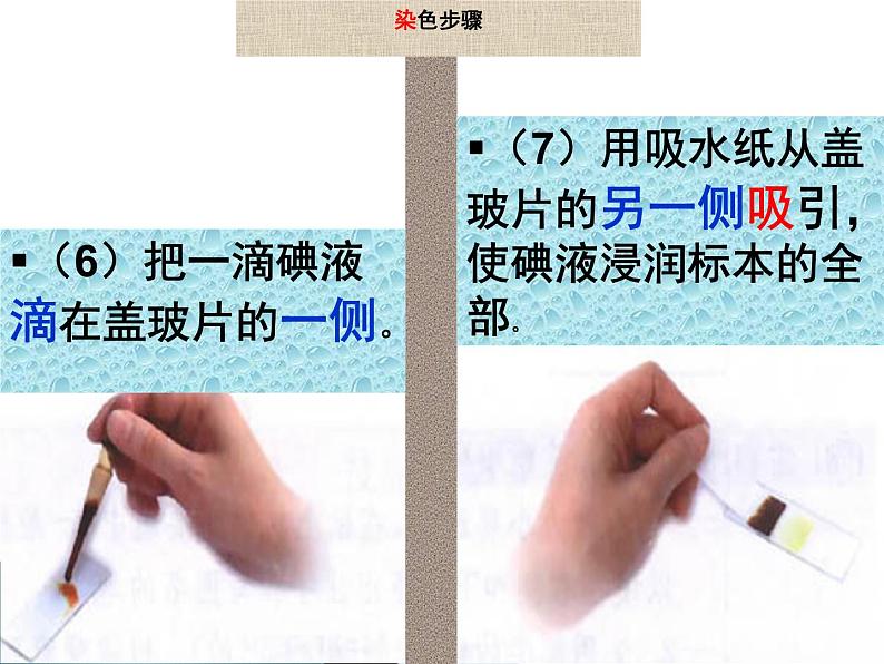 2.1.2 《植物细胞》课件第6页