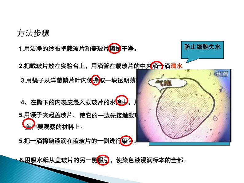 2.1.2 《植物细胞》课件第7页