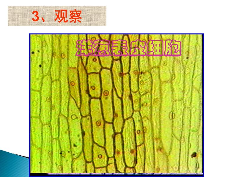 2.1.2 《植物细胞》课件第8页