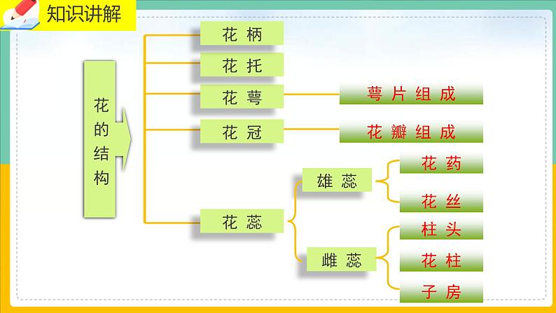 6.3《生殖器官的生长》课件PPT+教案+同步练习08