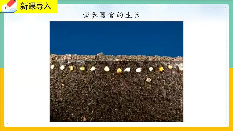 6.2《营养器官的生长》课件PPT+教案+同步练习03