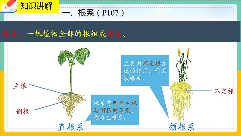 6.2《营养器官的生长》课件PPT+教案+同步练习04