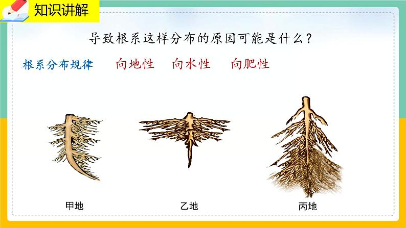 6.2《营养器官的生长》课件PPT+教案+同步练习05