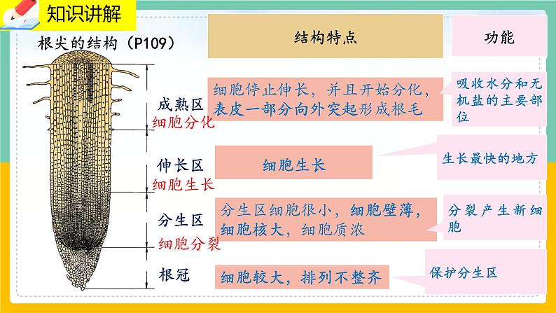 6.2《营养器官的生长》课件PPT+教案+同步练习07