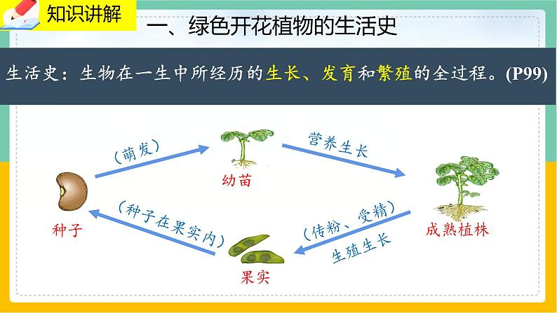 6.1《种子萌发形成幼苗》课件PPT+教案+同步练习03