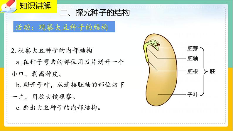 6.1《种子萌发形成幼苗》课件PPT+教案+同步练习06