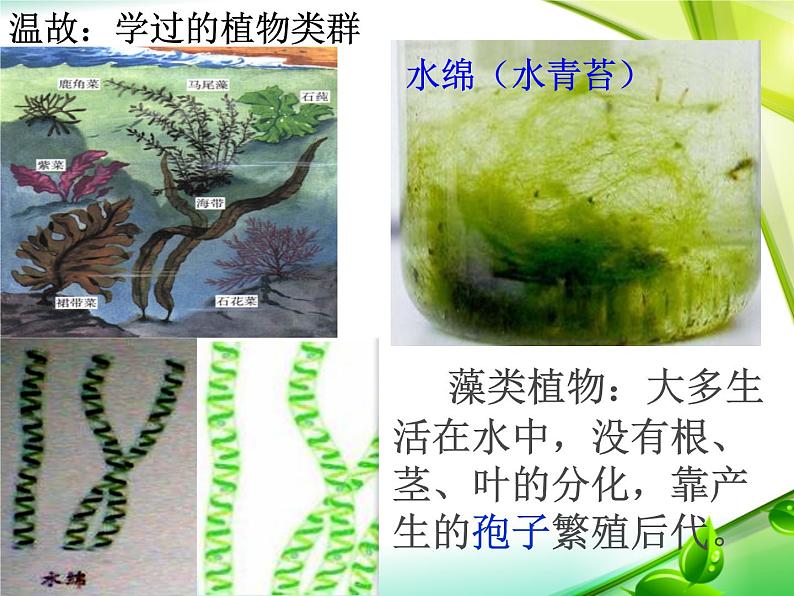 《尝试对生物进行分类》课件08