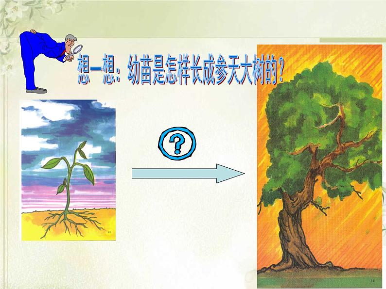 《植株的生长》课件第3页