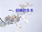 《植株的生长》课件