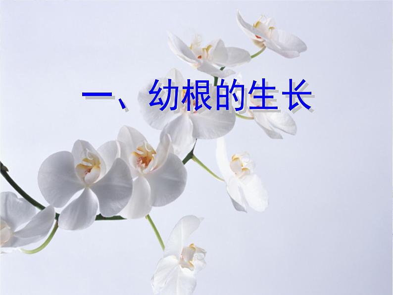 《植株的生长》课件第5页