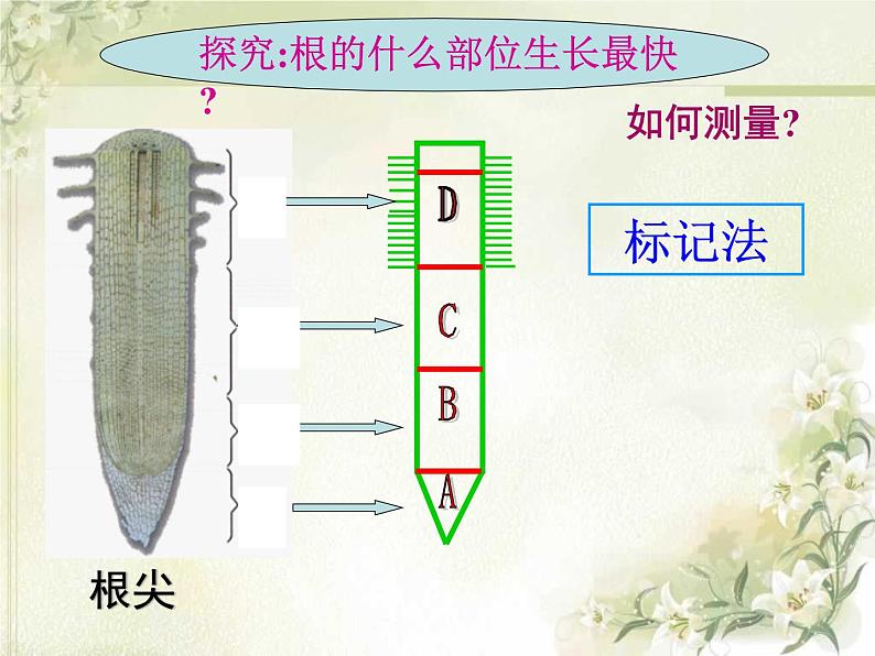 《植株的生长》课件第6页