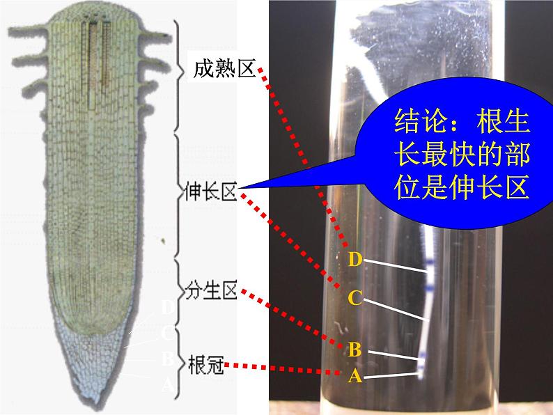 《植株的生长》课件第7页