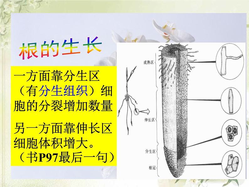 《植株的生长》课件第8页