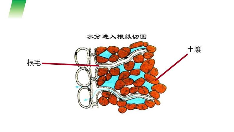 《植株的生长》课件第3页