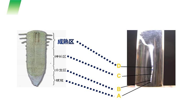 《植株的生长》课件第6页