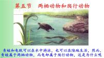 初中生物人教版 (新课标)八年级上册第五节 两栖动物和爬行动物授课ppt课件