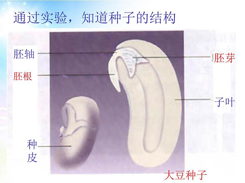 3.1.2 种子植物 课件第4页