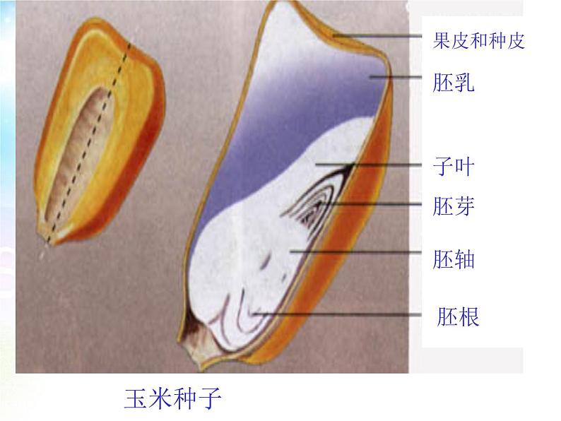 3.1.2 种子植物 课件第5页