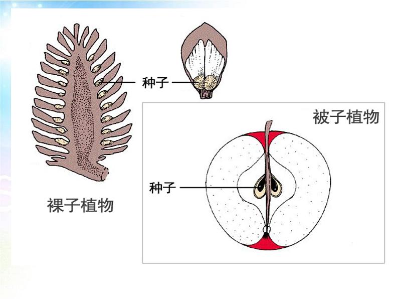 3.1.2 种子植物 课件第8页