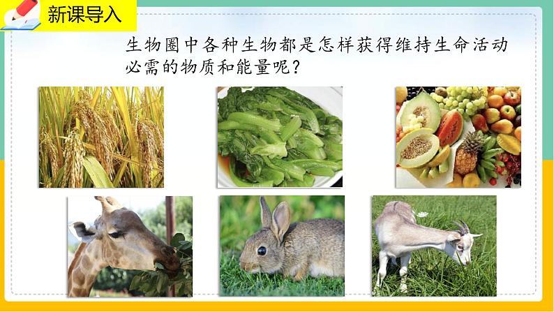 7《绿色植物与生物圈》课件PPT+教案+同步练习03