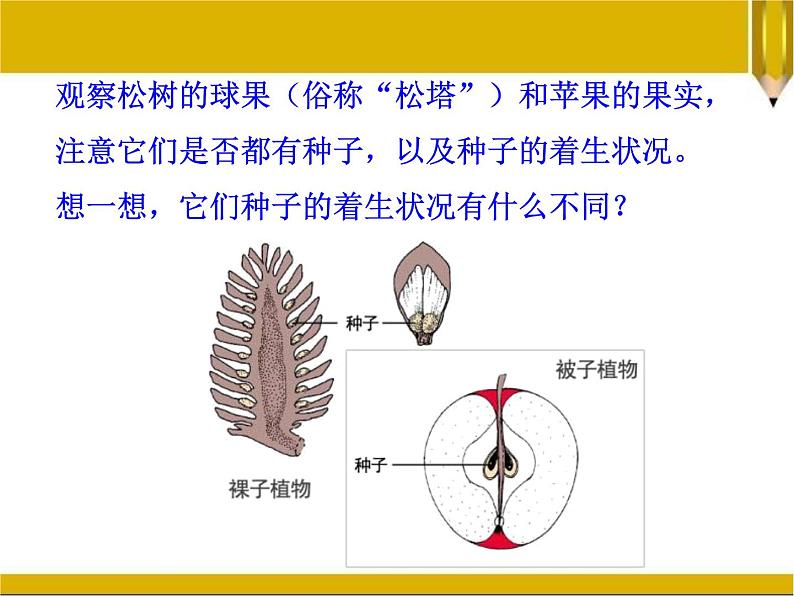 22.3植物的主要类群裸子、被子植物2 课件 北师大版八年级生物下册第4页