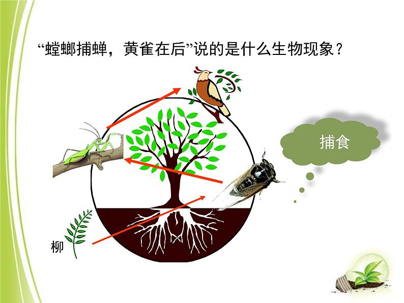 23.3生态系统的结构和功能课件北师大版八年级生物下册第4页