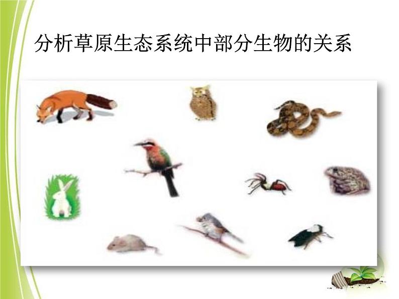 23.3生态系统的结构和功能课件北师大版八年级生物下册第5页