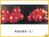 25.2《现代生物技术》ppt课件北师大版八年级生物下册