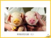 25.2《现代生物技术》ppt课件北师大版八年级生物下册