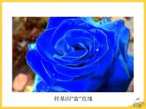 25.2《现代生物技术》ppt课件北师大版八年级生物下册