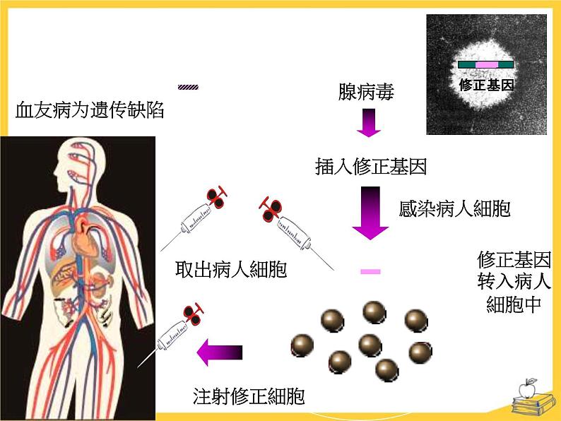 25.2《现代生物技术》ppt课件北师大版八年级生物下册第8页