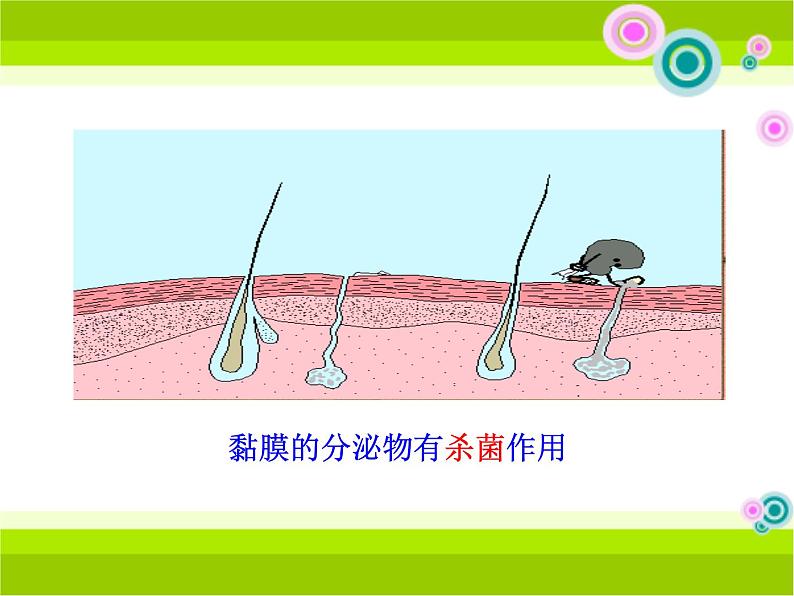 13.3《人体免疫》ppt课件2北师大版生物七年级下册06