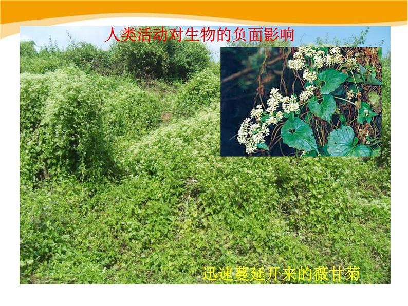 14.1《人类活动对生物圈的影响》ppt课件北师大版生物七年级下册第4页