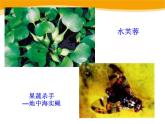 14.1《人类活动对生物圈的影响》ppt课件北师大版生物七年级下册