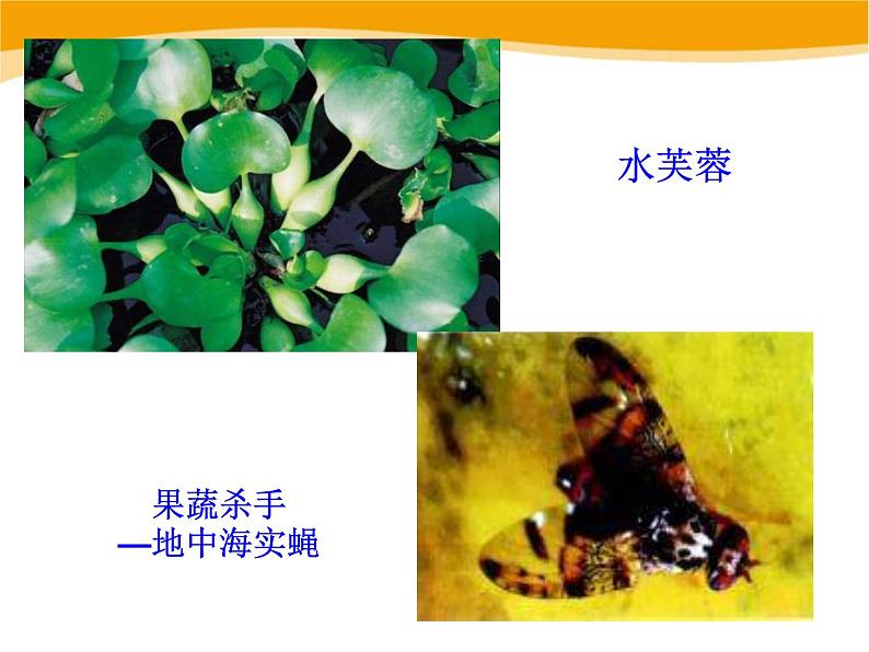 14.1《人类活动对生物圈的影响》ppt课件北师大版生物七年级下册第5页