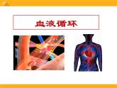 9.2《血液循环》ppt课件北师大版生物七年级下册