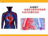 9.2《血液循环》ppt课件北师大版生物七年级下册